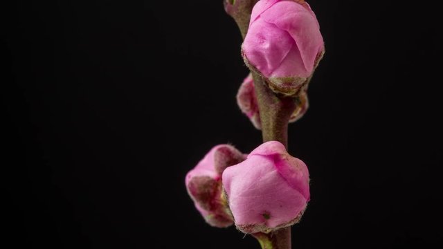 4k macro moving and rotating dolly time lapse video of a pink peach flower growing, blooming and blossoming on a dark background