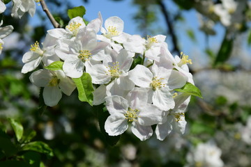 Apfelblüten in Südtirol