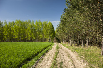 Fototapeta na wymiar Field road to the green forest