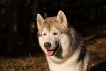 Close-up Portrait of serious Beige and white Siberian Husky dog in spring season. Profile image of waiting lusky at sunset