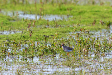 Redshank in the water