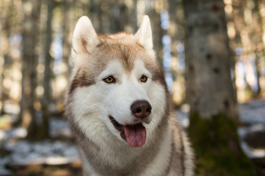 Close-up Portrait of serious Beige and white Siberian Husky dog in spring season on tree background. Profile image of beautiful husky looks like a wolf in the forest