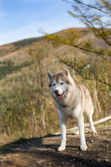 Portrait of lovely beige and white Siberian Husky dog standing in the forest on mountains background