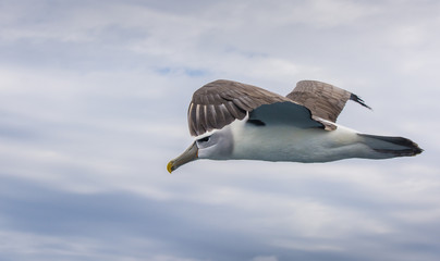 Albatross