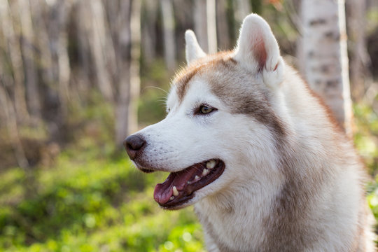Profile portrait of cute dog breed siberian husky in the forest on a sunny day. Close-up image of free and prideful dog looks like a wolf