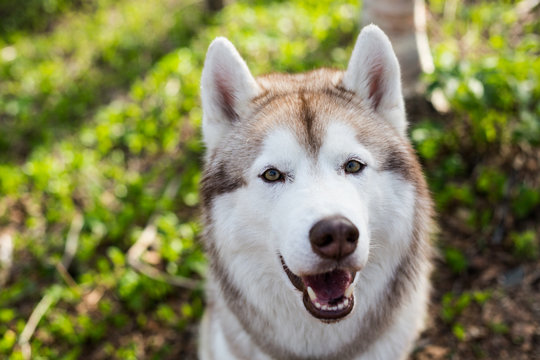 Close-up image of smiley dog breed siberian husky in the forest on a sunny day. Portrait of friendly husky dog on green grass background