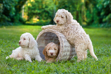 Cute puppies playing outdoor © cherryandbees
