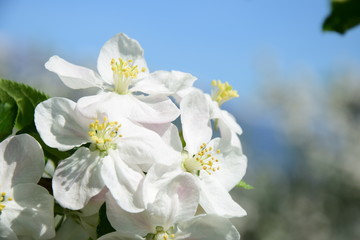 Apfelblüten vor blauen Hintergrund