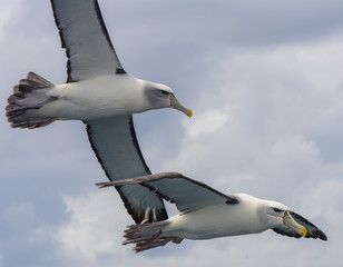 Fototapeta na wymiar Albatross