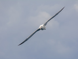 Albatross