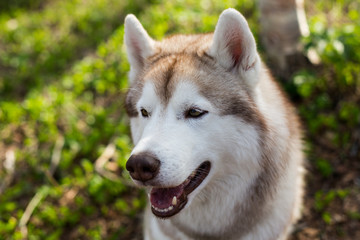 Naklejka na ściany i meble Profile portrait of cute dog breed siberian husky in the forest on a sunny day. Close-up image of free and prideful dog on green grass background