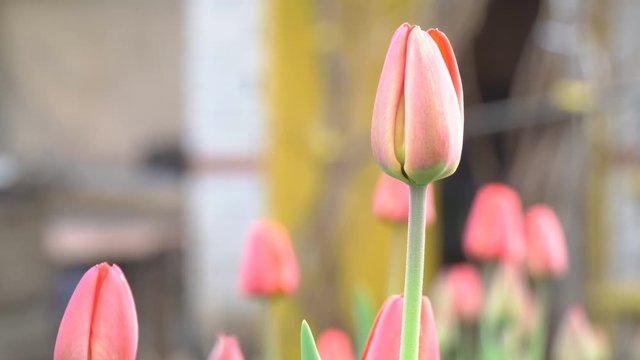 Unopened Bud of the red Tulip