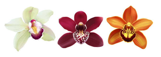 Fototapeta premium Tropical Orchid Cymbidium flowers. Ręcznie rysowane realistyczne ilustracji wektorowych na białym tle.