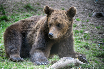 Fototapeta premium Brown bear in Carpathian Mountains in Transylvania, Romania
