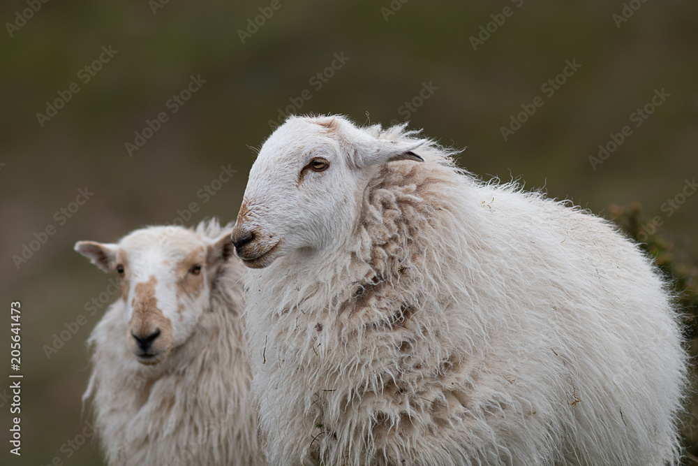 Poster a close up portrait of a sheep with a shaggy woolly coat and another slightly behind out of full foc