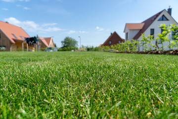 grass in the backyard of a house - summer time