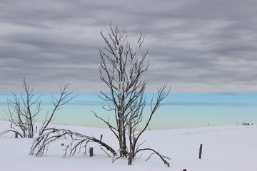 Nature sous la neige