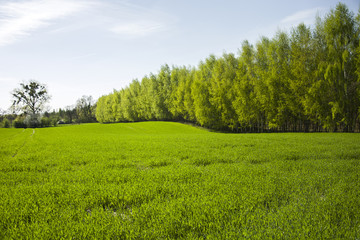 Green meadow and forest