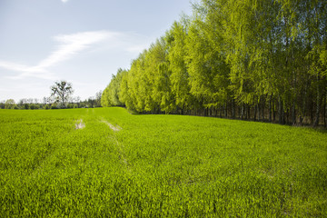 Obraz premium Large green meadow and forest