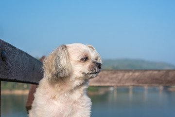 Dog happy when vacation travel at wooden bridge