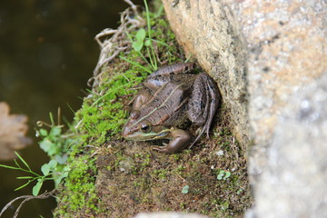 Grenouille