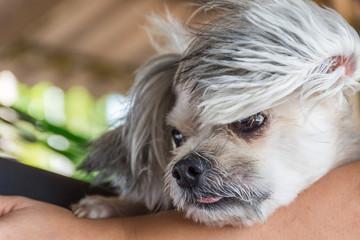 Dog on bed and looking at something when travel