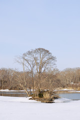冬　木　雪　氷　水　素材
