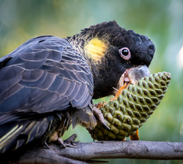 Cockatoo