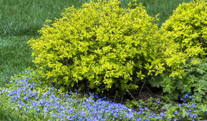 Poorman's Weatherglass Lysimachia foemina wildflowers