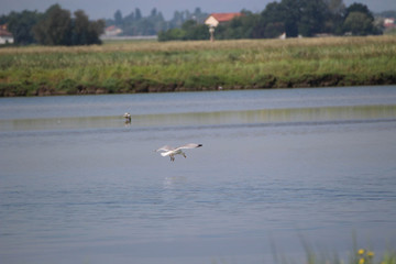 Gabbiano