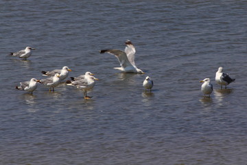 Seagulls standing in the water