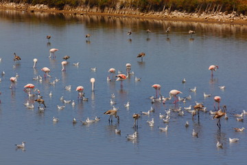 A flamingo's group in the salt lake