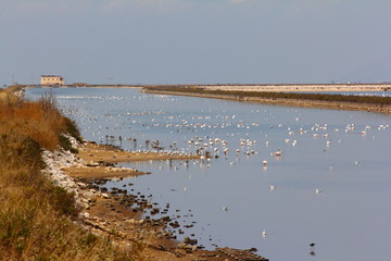 A flamingo's group in the salt lake