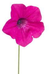 petunia flower isolated