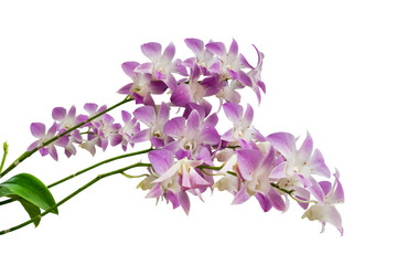 Purple orchid flowers branch isolated on white background - Selective focus