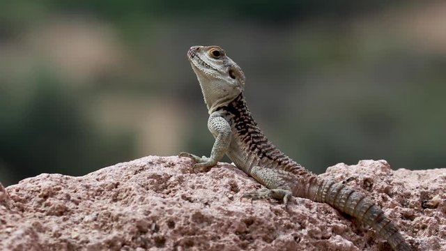 starred agama, Stellagama stellio within a cyprus garden standing alert and finding prey.