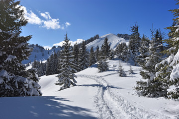 Fototapeta na wymiar Snowy landscape in the mountains with forest and ski tracks in winter. Allgäu Alps, Bavaria, Germany