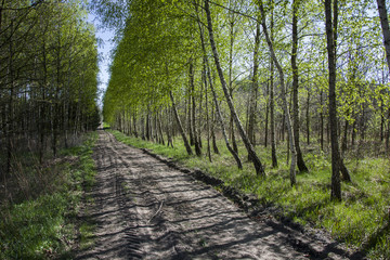 Long green avenue between birch trees