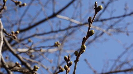 start of spring
