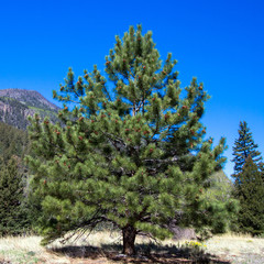 Perfect specimen Pine tree, found along the road to Creede in the Rocky Mountains of southern utah