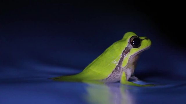 european green tree frog, Hyla arborea, resting by day, croaking by night in the wild in a cyprus garden.