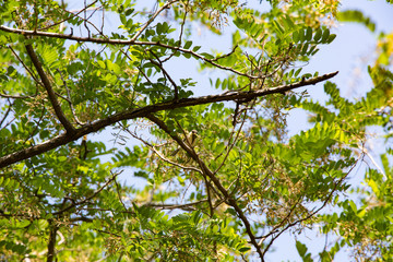 初夏、新緑の樹上で虫を捕食したエナガ