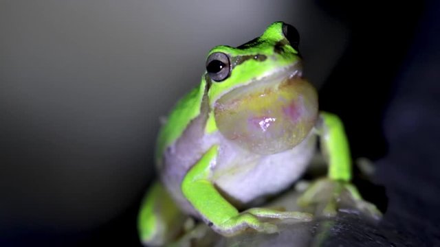 european green tree frog, Hyla arborea, resting by day, croaking by night in the wild in a cyprus garden.