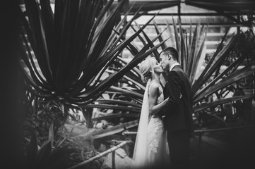 Newlyweds are standing and kissing in the Botanical garden full of greenery and leaves. Wedding ceremony. Black and white photo.