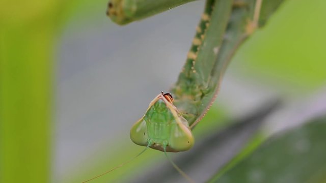 giant African mantis, Sphodromantis viridis in the wild amongst a bush in a garden in cyprus during may.