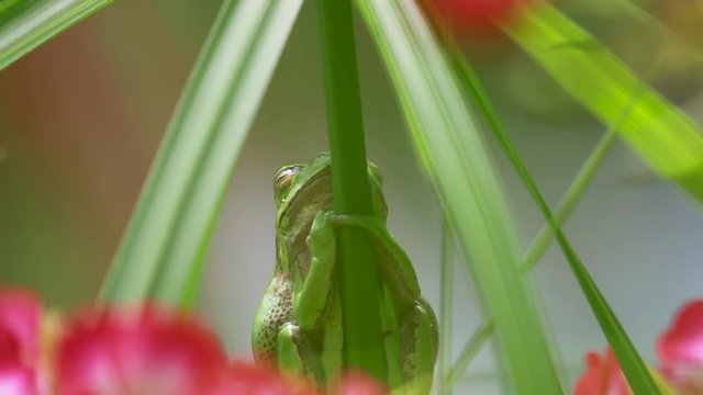 european green tree frog, Hyla arborea, resting by day, croaking by night in the wild in a cyprus garden.