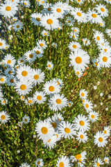 Daisy Flowers Background