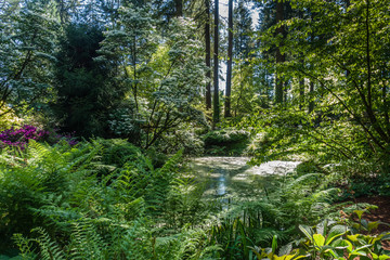 Pond And Ferns 3