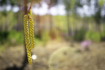 Inflorescence of blossoming birch closeup on a spring day. Beginning of new life. Birch catkins with green leaves at tree branches. Birch Tree Blossoms. Spring background with branch of birch catkins