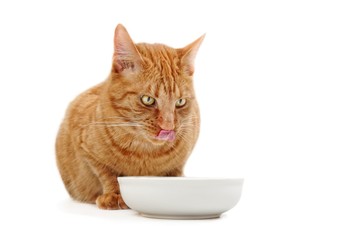 Ginger cat licking his face  next to a food dish.